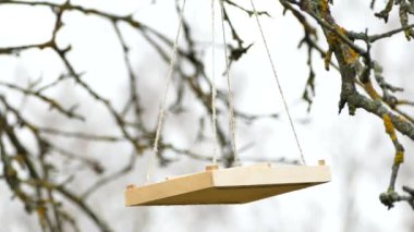 Feeding garden birds in winter, Great tits eating sunflower seeds from hanging bird feeder, stock video footage