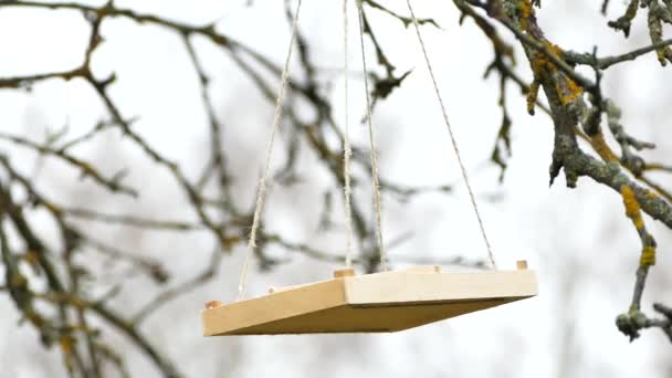 Feeding Garden Birds Winter Great Tits Eating Sunflower Seeds Hanging — Vídeos de Stock