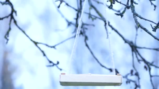 Great Tits Eating Sunflower Seeds Hanging Seed Feeder Winter Garden — стоковое видео