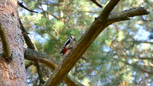 Adult Male Great Spotted Woodpecker Pecking Pine Tree Branch Forest — Stock Video