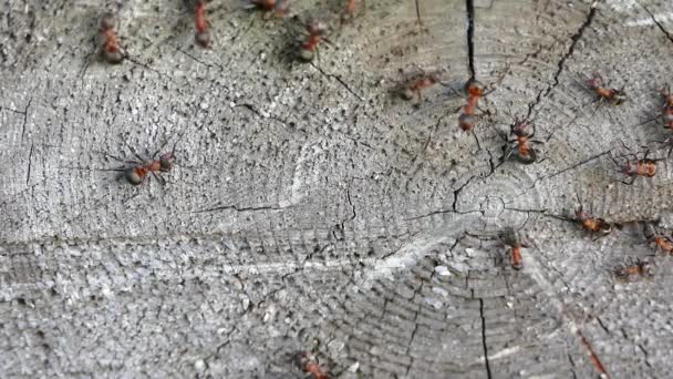 Garden Ants Communicate Fight Old Tree Stump Closeup Video — Video Stock