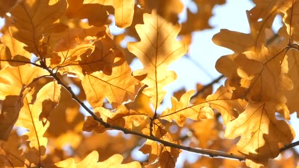 Gouden Eiken Blad Zon Gele Herfstbladeren Fladderen Wind Close Videobeelden — Stockvideo