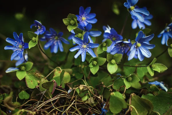 Liverleaf Hepatica Nobilis Early Blooming Perennial Wildflower Shady Woodland Spring — Stock Photo, Image