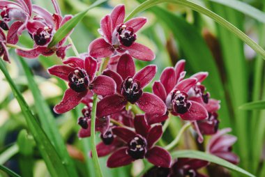 Botanik bahçesinde çiçek açan kırmızı Cymbidium orkidesi.