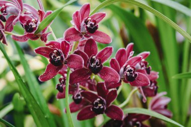 Wine red Cymbidium orchid blooming in botanical garden, photograph clipart