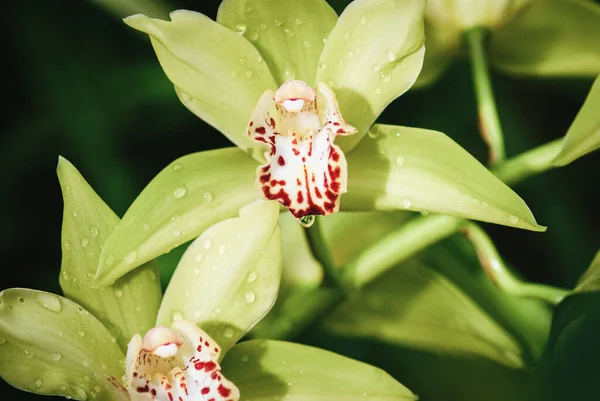 Żółto Zielone Kwiaty Orchidei Łodzi Cymbidium Devonianum Zbliżenie — Zdjęcie stockowe