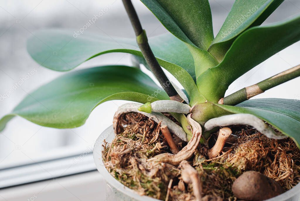 Orchid growing new root, Phalaenopsis orchids cultivated as houseplants