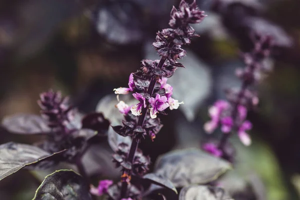 Dark Opal Basil plant blooming in the garden bed, purple basil flowers closeup