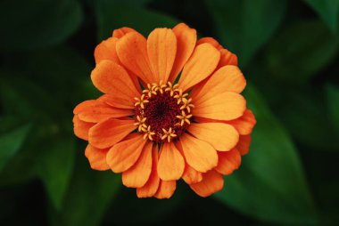 Portakal çiçeği yakından, bahçede tek bir Zinnia çiçeği, üst manzara.