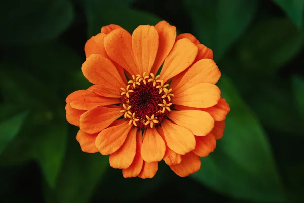 오렌지 꽃봉오리 정원에 의지니아 보이는 — 스톡 사진