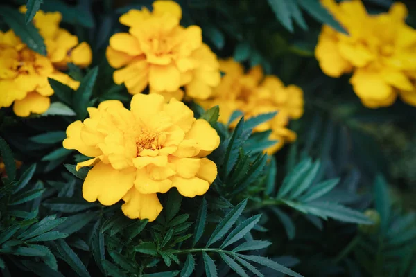 Жовті Квіти Чорнобривців Саду Крупним Планом — стокове фото