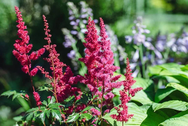 Japanese Astilbe Flowering Red Panicled Inflorescences Sunny Summer Garden — Stock Photo, Image