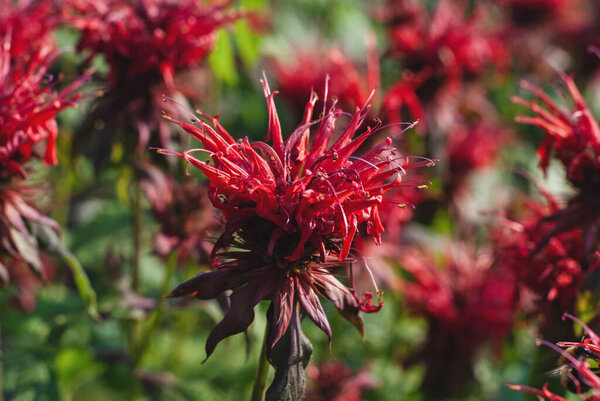 Monarda didyma red flowers in the summer garden closeup