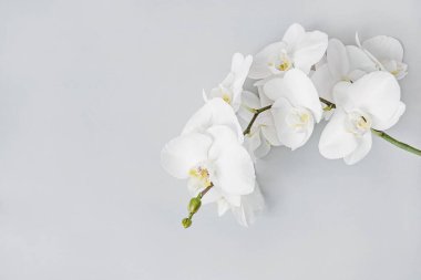 Beyaz orkide çiçek arkaplanı, boşluğu kopyala