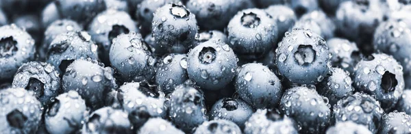 Blueberry Φρούτα Φόντο Blueberries Υγρό Dewdrops Μεγάλο Μέγεθος Πανό — Φωτογραφία Αρχείου