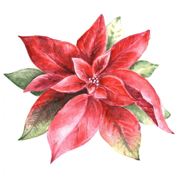 Poinsettia Roja Acuarela Ilustración Aislada Blanco —  Fotos de Stock