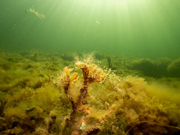 Fucus vesiculosus eller blåstång lyser upp av solstrålar som tränger in i vattnet. Bild från Öresund, Sverige — Stockfoto