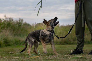Dört aylık neşeli bir Alman çoban köpeği.