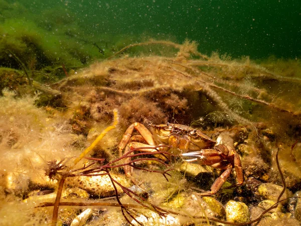 En närbild av en krabba bland alger — Stockfoto