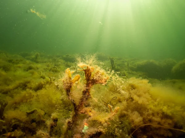 Fucus vesiculosus eller blåstång lyser upp av solstrålar som tränger in i vattnet. Bild från Öresund, Sverige — Stockfoto