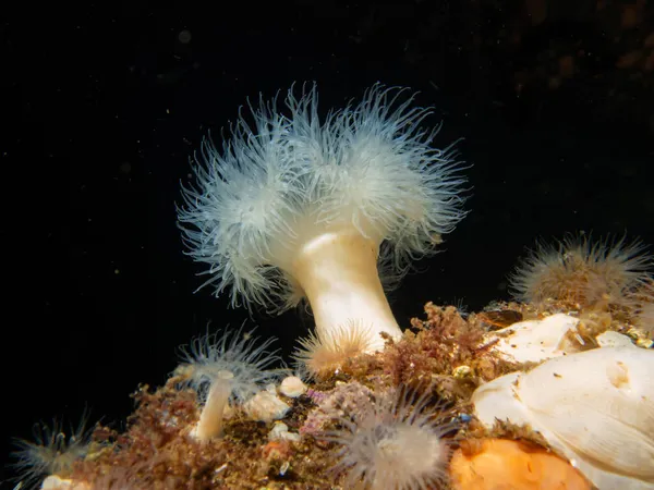 Metridium seniel, of gefrilde anemoon. Metridiidae is een botanische naam, voor een familie van zeeanemonen.. — Stockfoto