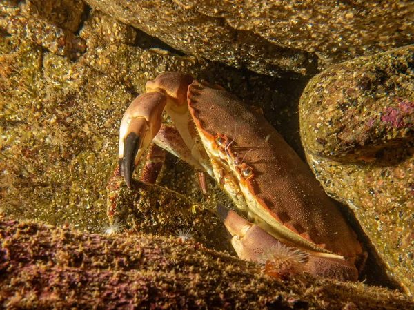 A closeup picture of a Cancer pagurus, also known as edible crab or brown crab. Picture from the Weather Islands, west Sweden