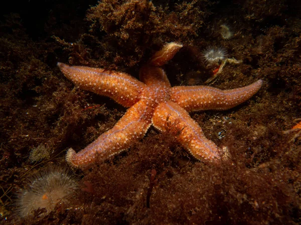 A closeup picture of a common starfish, common sea star or sugar starfish, Asterias Rubens. Picture from the Weather Islands, Sweden — Stock Photo, Image