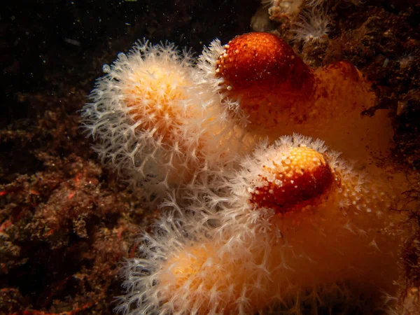 Yumuşak mercanları besleyen ölü adamların parmakları ya da Alcyonium Digitatum 'un yakın plan fotoğrafı. Fotoğraf: Hava Adaları, Skagerrak Denizi, İsveç