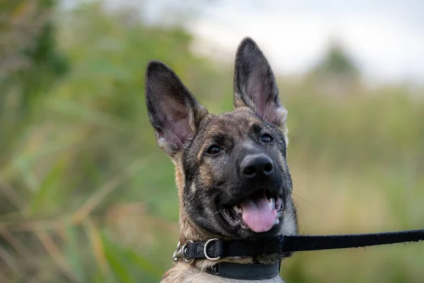 A close-up portrait of a four month old German Shepherd puppy — Stock Photo, Image