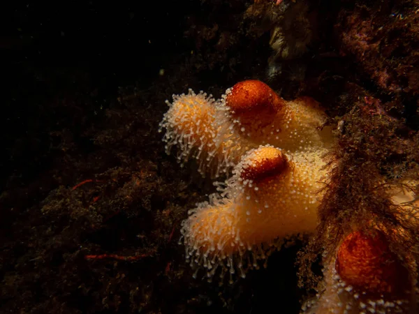 Yumuşak mercanları besleyen ölü adamların parmakları ya da Alcyonium Digitatum 'un yakın plan fotoğrafı. Fotoğraf: Hava Adaları, Skagerrak Denizi, İsveç — Stok fotoğraf