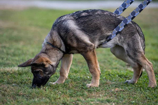 Un cachorro pastor alemán de cuatro meses en el seguimiento de la formación —  Fotos de Stock