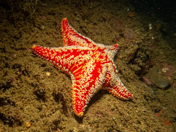 A closeup picture of a Horse star, Hippasteria phrygiana is a species of sea star, aka starfish, belonging to the family Goniasteridae. Picture from the Weather Islands, Sweden — Stock Photo, Image