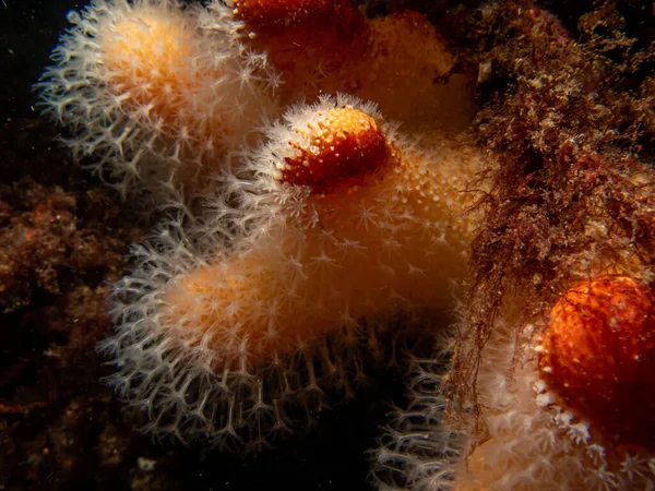 Un primer plano de una alimentación suave de los dedos de los hombres muertos de coral o Alcyonium digitatum. Foto de las Islas del Tiempo, Mar de Skagerrak, Suecia —  Fotos de Stock