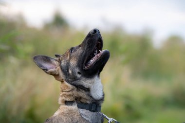 Dört aylık Alman çoban köpeğinin yakın plan portresi.