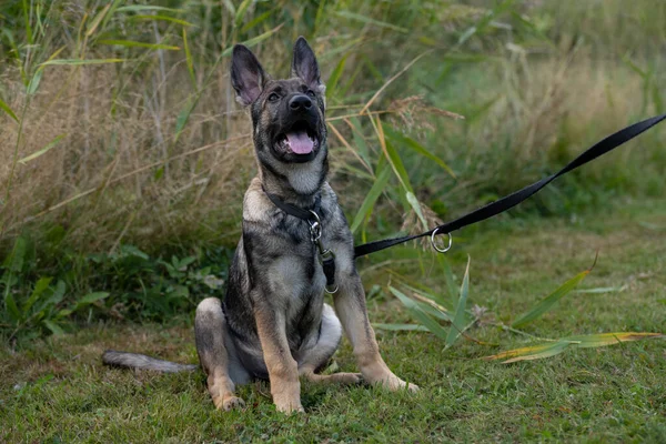 Un chiot berger allemand de quatre mois ludique — Photo