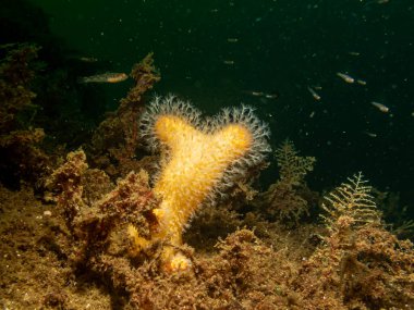 Yumuşak mercan ölü adamın parmaklarının ya da Alcyonium Digitatum 'un yakın plan fotoğrafı. Fotoğraf: Hava Adaları, Skagerrak Denizi, İsveç
