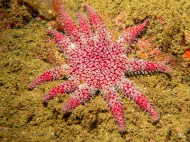 Yaygın bir güneş yıldızı olan Crossaster papposus ya da Solaster, Solasteridae familyasından bir deniz yıldızı türüdür. Fotoğraf İsveç, Hava Adaları 'ndan.