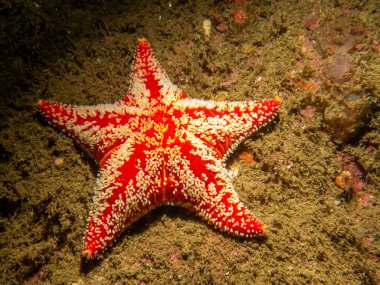 At yıldızı olan Hippasteria phrygiana, Goniasteridae familyasına ait bir deniz yıldızı türüdür. Fotoğraf İsveç, Hava Adaları 'ndan.