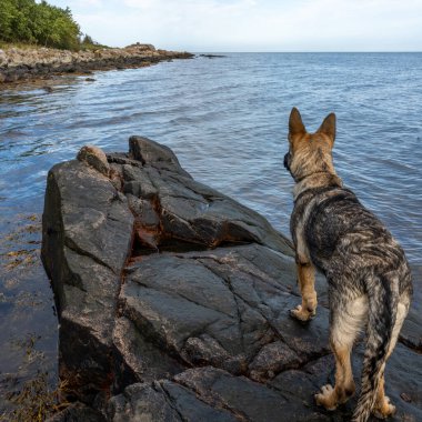 Dört aylık Alman çoban köpeği.