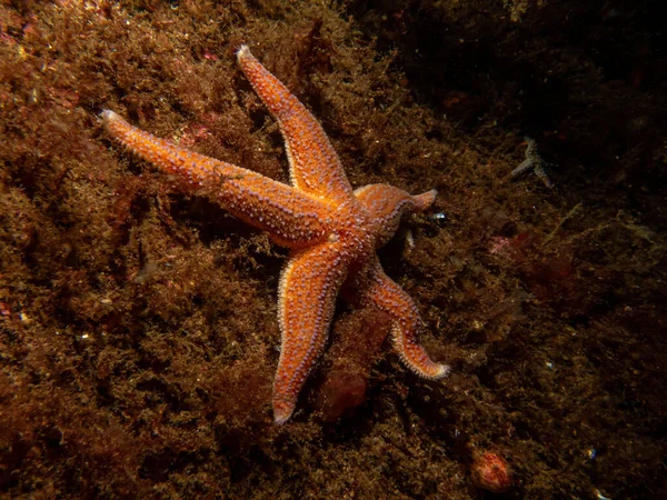 A closeup picture of a common starfish, common sea star or sugar starfish, Asterias Rubens. Picture from the Weather Islands, Sweden — Stock Photo, Image