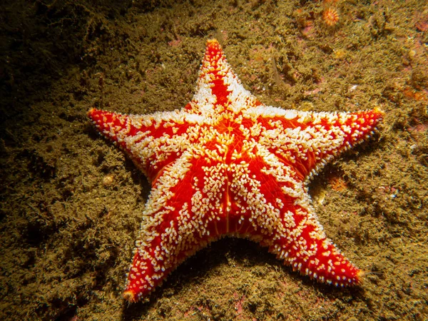 A closeup picture of a Horse star, Hippasteria phrygiana is a species of sea star, aka starfish, belonging to the family Goniasteridae. Picture from the Weather Islands, Sweden