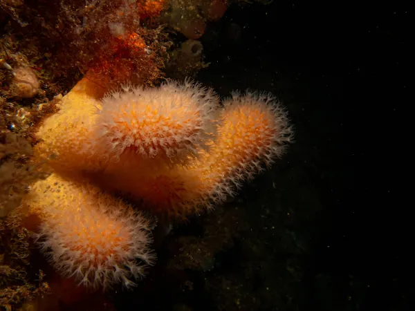 A closeup picture of a feeding soft coral dead mans fingers or Alcyonium digitatum. Picture from the Weather Islands, Skagerrak Sea, Sweden — Stock Photo, Image