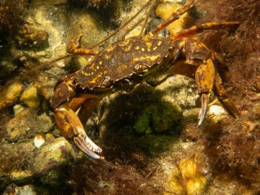 Bir yengecin yakın plan resmi. 