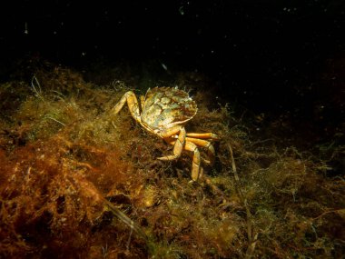 Deniz yosunları arasında bir yengecin yakın plan fotoğrafı.