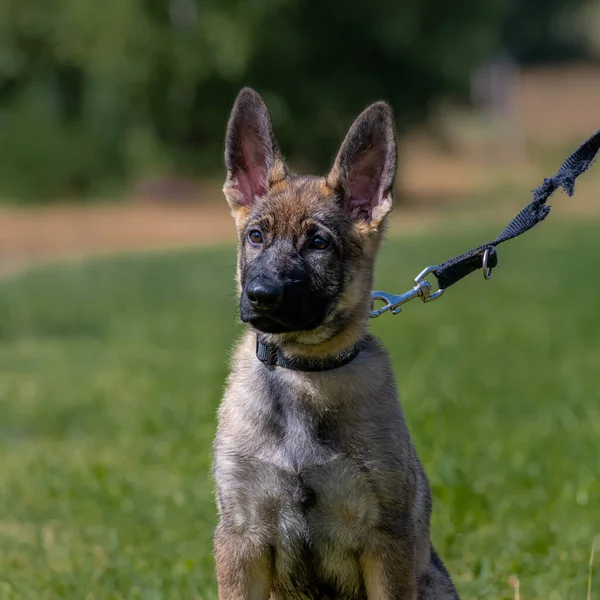 Dog portrait of an eleven weeks old German Shepherd puppy. Green grass background — Stock Photo, Image