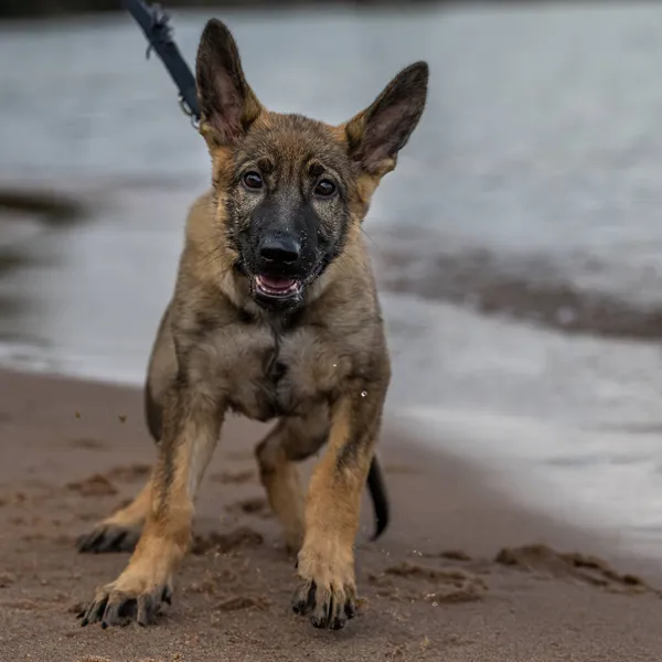 An eleven weeks old German Shepherd puppy playing in water — Stock Photo, Image