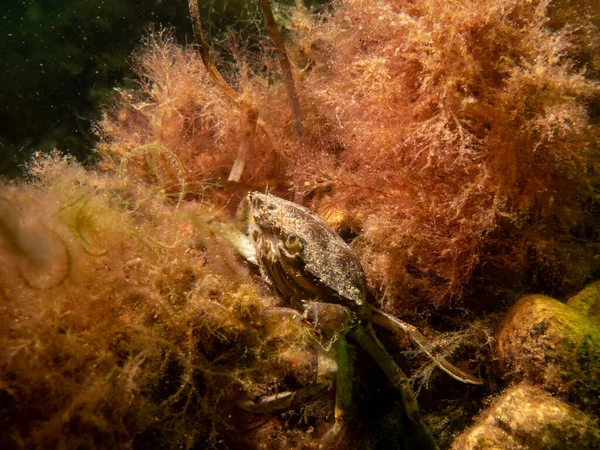 Крупним планом фото краба серед морських водоростей — стокове фото
