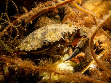 Deniz yosunları arasında bir yengecin yakın plan fotoğrafı.
