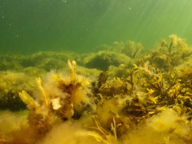 Fucus vesiculosus ya da idrar kesesi güneş ışınlarının suya nüfuz etmesiyle aydınlanır. Fotoğraf: The Sound, İsveç
