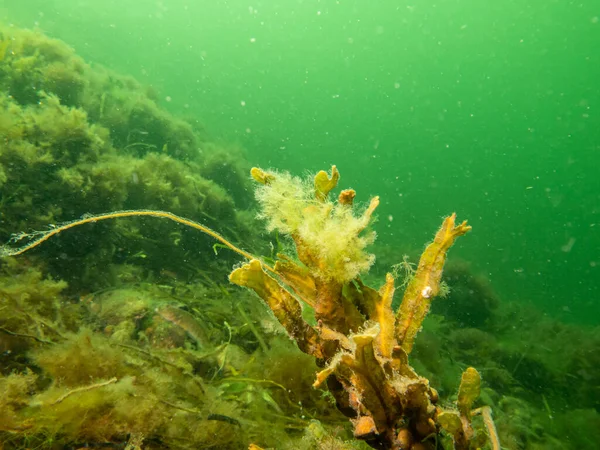 Close-up foto van Fucus vesiculosus, bekend onder de gebruikelijke namen bladderwrack, zwarte tang, rotswier, blaas fucus, zeeeik, gesneden onkruid, kleurstoffen fucus, rode fucus, en rock wrack — Stockfoto